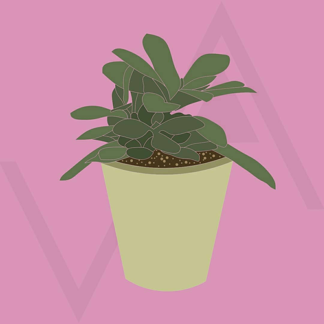 visualisarch's tweet photo. Senecio azul. https://t.co/9vshqz7yyJ