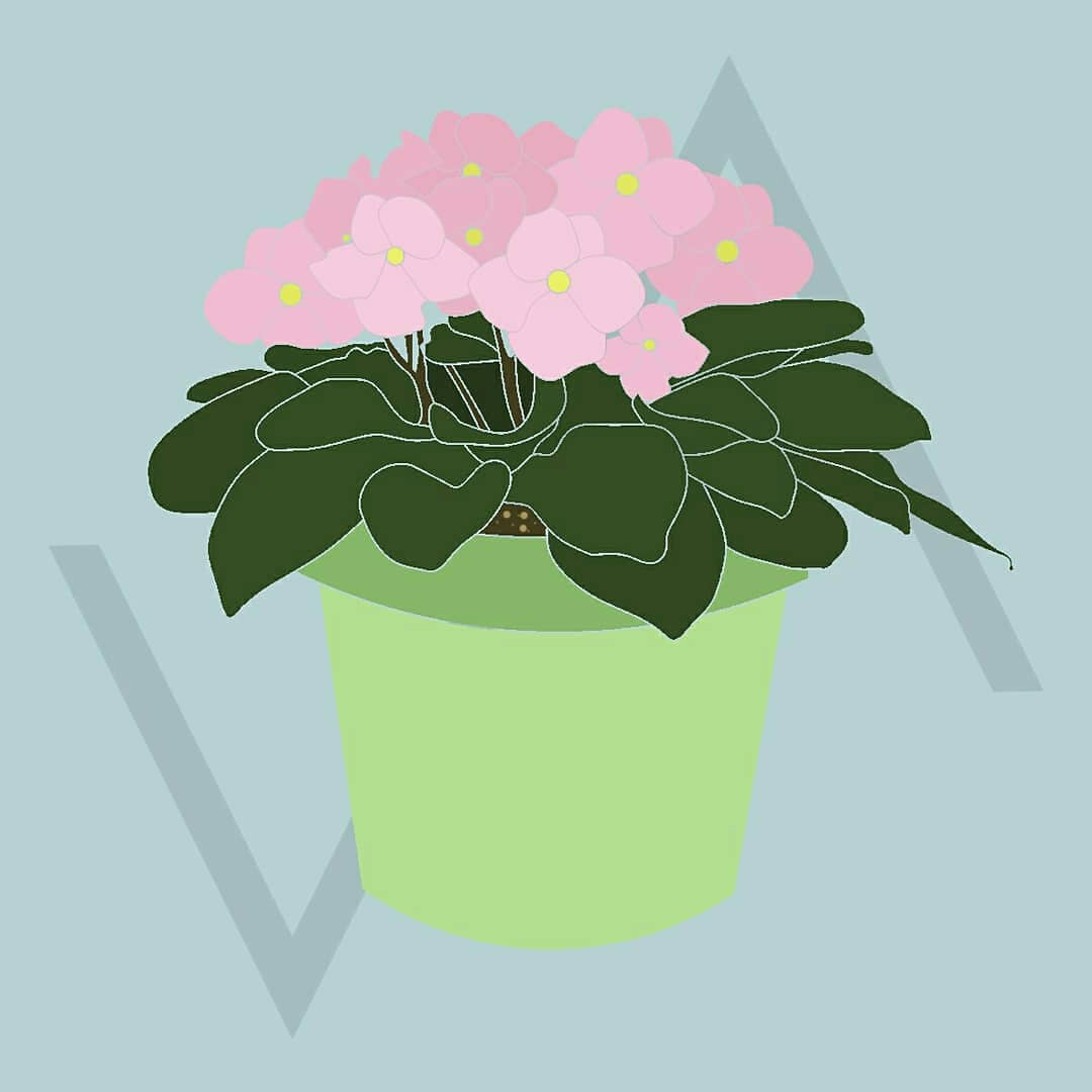 visualisarch's tweet photo. Violeta africana https://t.co/QyJhb7Mrqd