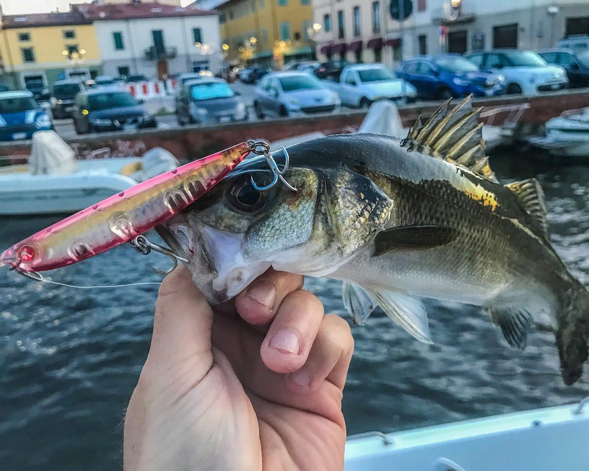 Seaspin Pro Q 90 Seaspin Lures Fishinglures Fishingtackle Fishing Fishinglife Fish Seabass Dorado Tuna Bluefish Saltwaterfishing Bigfish Photooftheday Instafollowers Instalike バス釣り ルアー ダイワ バスフィッシング