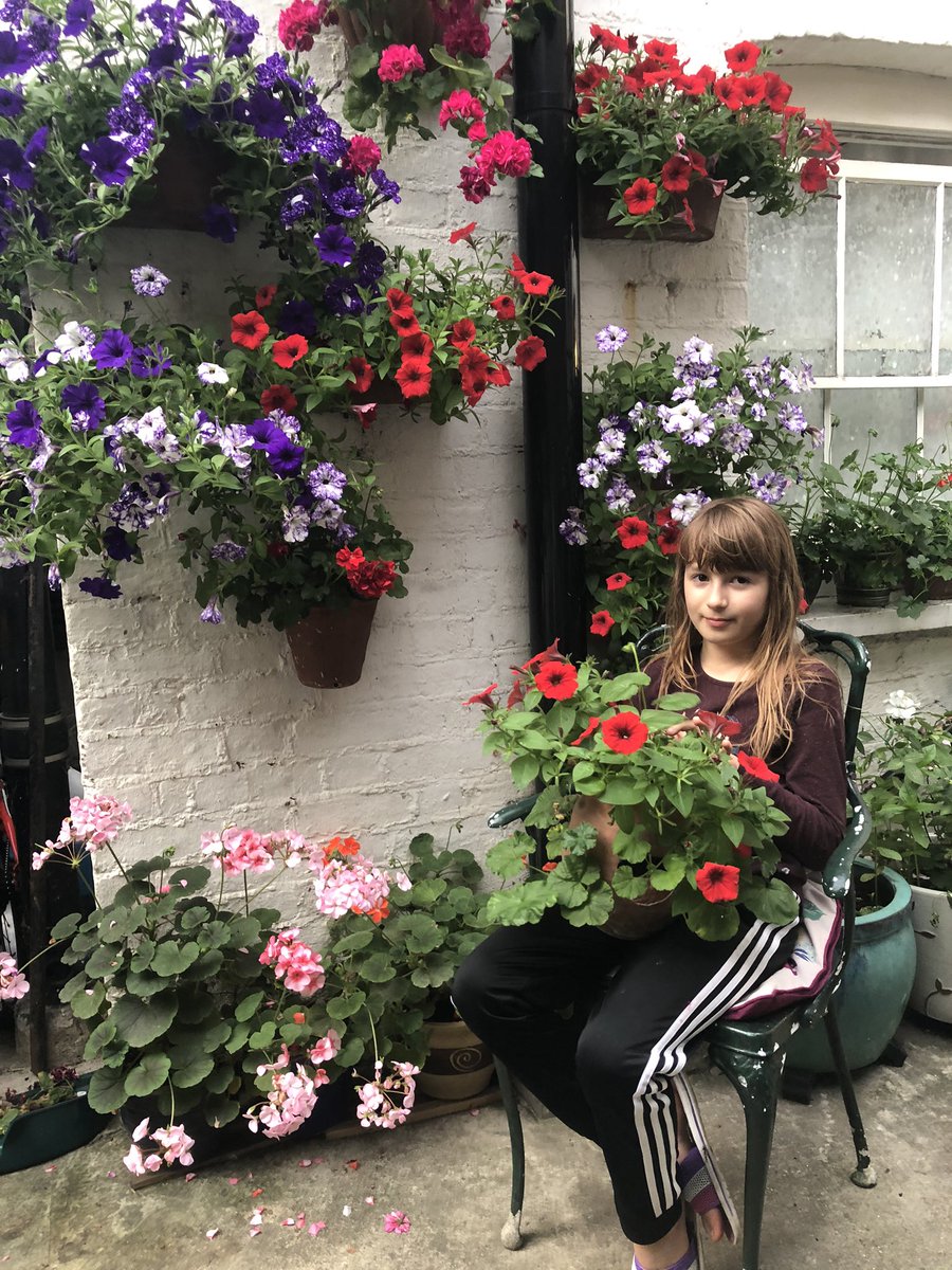 Silver birch trees 🌲
