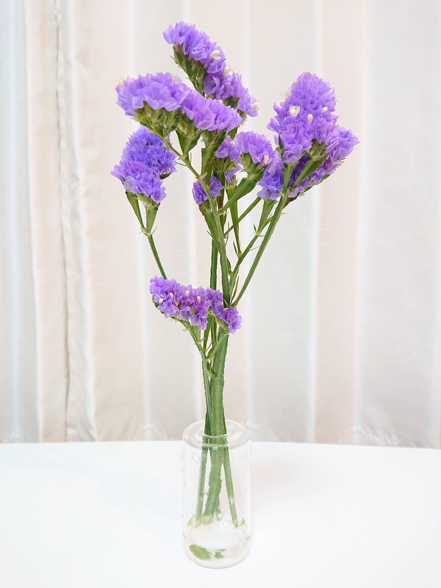 さざなみ Sur Twitter よく見るけど初めてもらったスターチス 紫の中にポツポツ白がいてかわいい 同じ1本でもちょびっとしかお花ついてないのもあれば こんなについてるのもありました 欲張りなので当然こちらを ハナノヒ