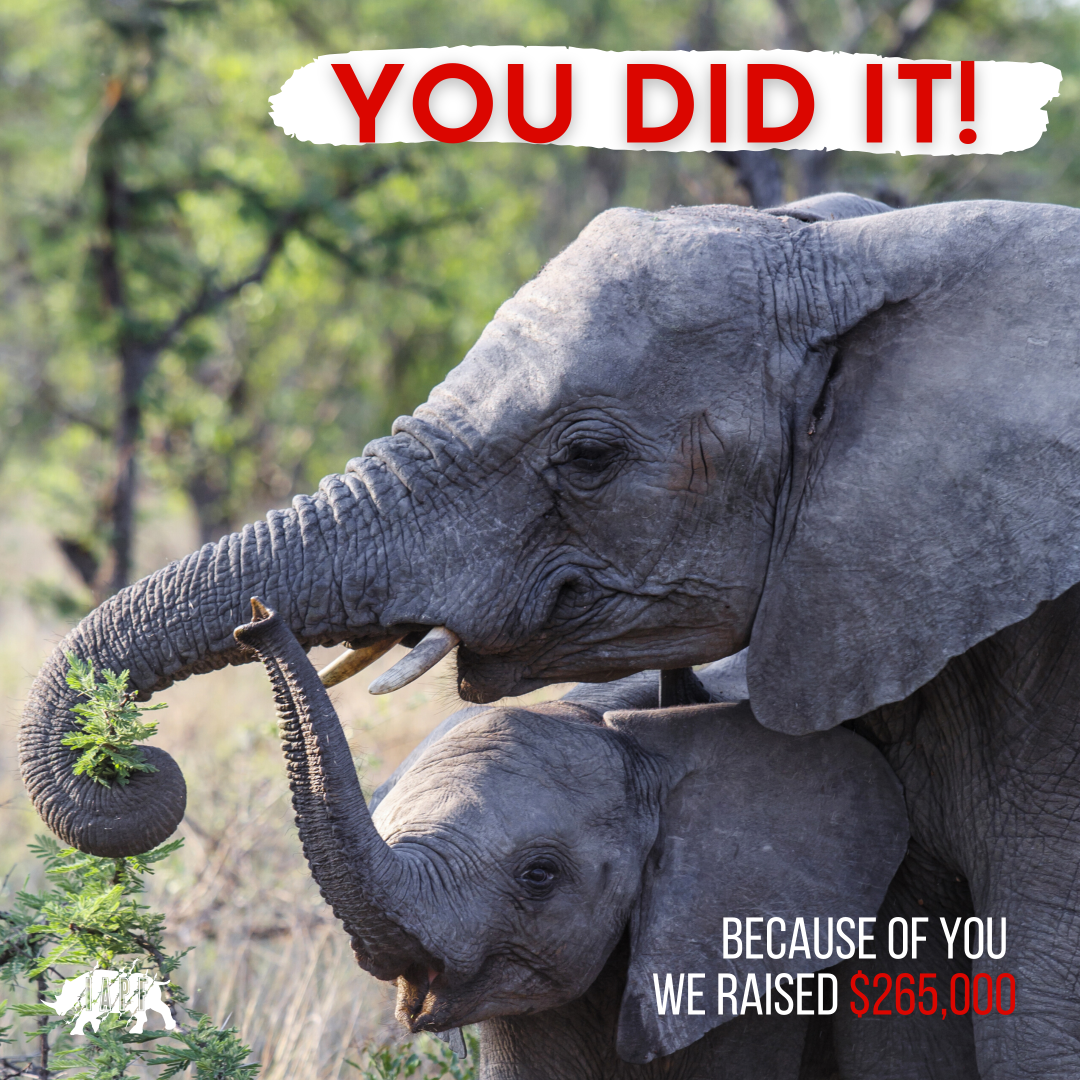 You did it!

In just 10 short days, YOU helped us raise $265,000 towards our goal of $280,000 for our COVID Crisis Appeal. 

1,400 people from 50 countries around the world donated to support our Wildlife Rangers. We are deeply grateful to each and every one of you.