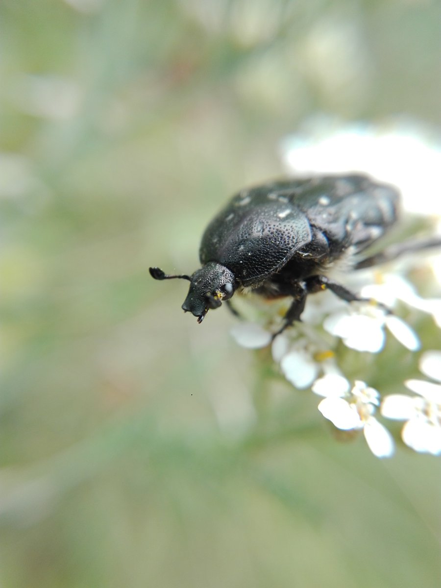 horstp8r's tweet photo. Second highlight was this rose chafer (Oxythyrea funesta?), seemingly sporting a butt passenger. https://t.co/gp8Qzzye7O
