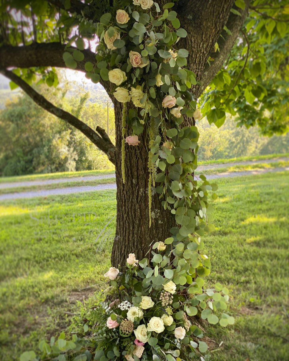 That tree tho! #treeinstallation #weddinginspiration #thebarefootflorist #historicbellhill #weddingstyling #weddingplanner #SoILweddings #kyweddings #idoinsouthernillinois #weddingflorist #ceremonyflowers #floraldesigner #silverdollar #eucalyptus #theknotweddings #weddingwire