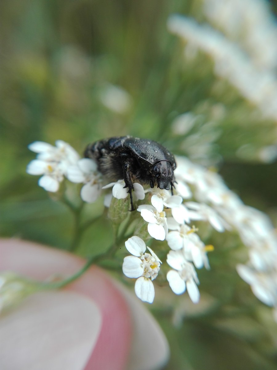horstp8r's tweet photo. Second highlight was this rose chafer (Oxythyrea funesta?), seemingly sporting a butt passenger. https://t.co/gp8Qzzye7O