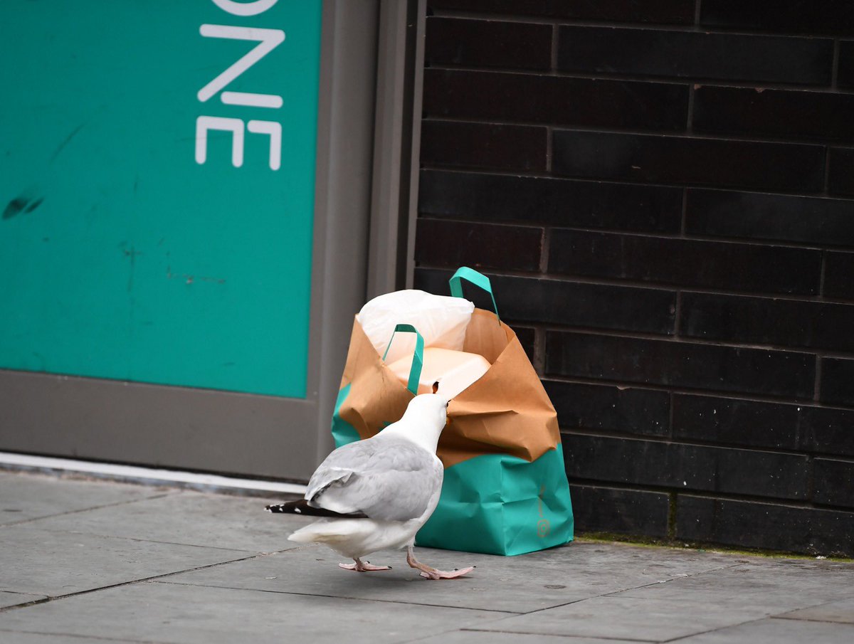 A seagull stealing a Deliveroo in Liverpool city centre is possibly the greatest modern day photo series ever captured  by  @andyteebaypics