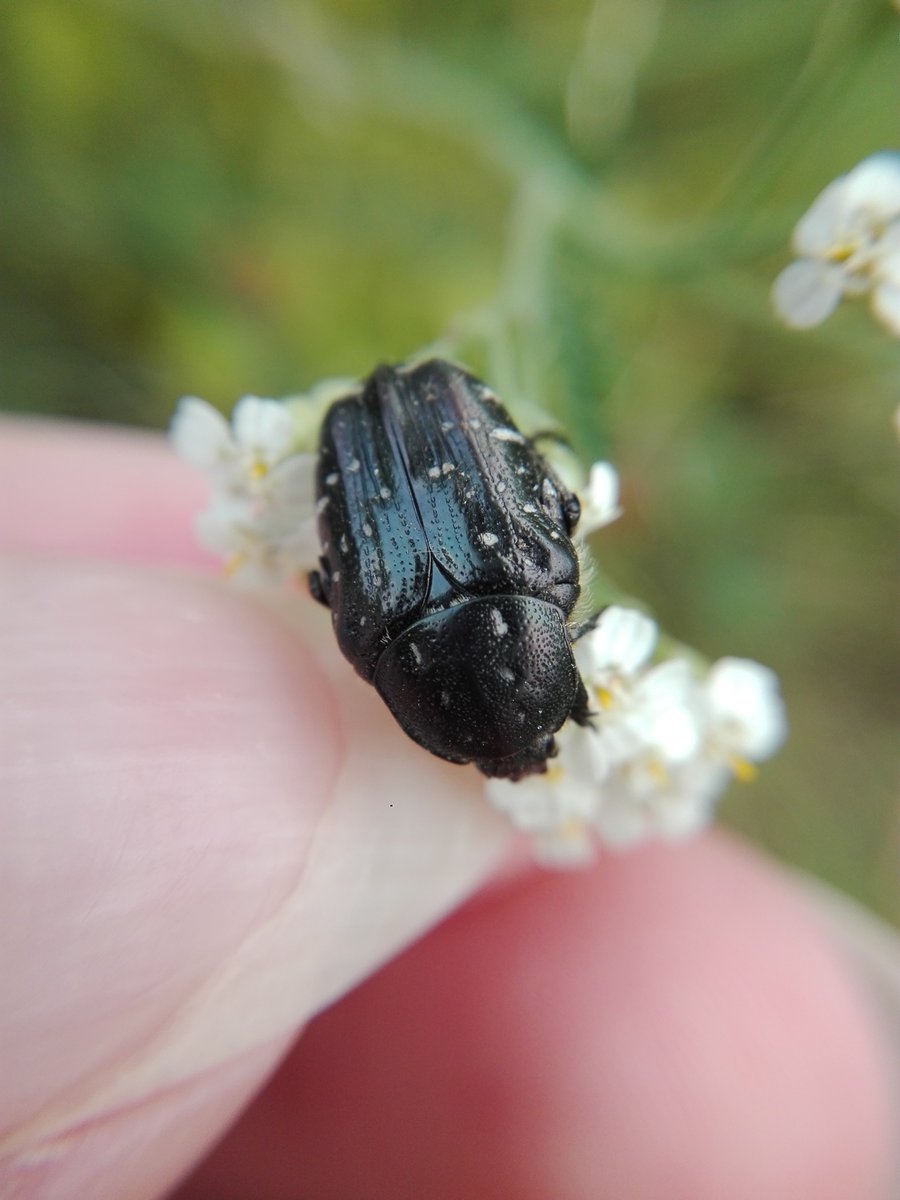 horstp8r's tweet photo. Second highlight was this rose chafer (Oxythyrea funesta?), seemingly sporting a butt passenger. https://t.co/gp8Qzzye7O