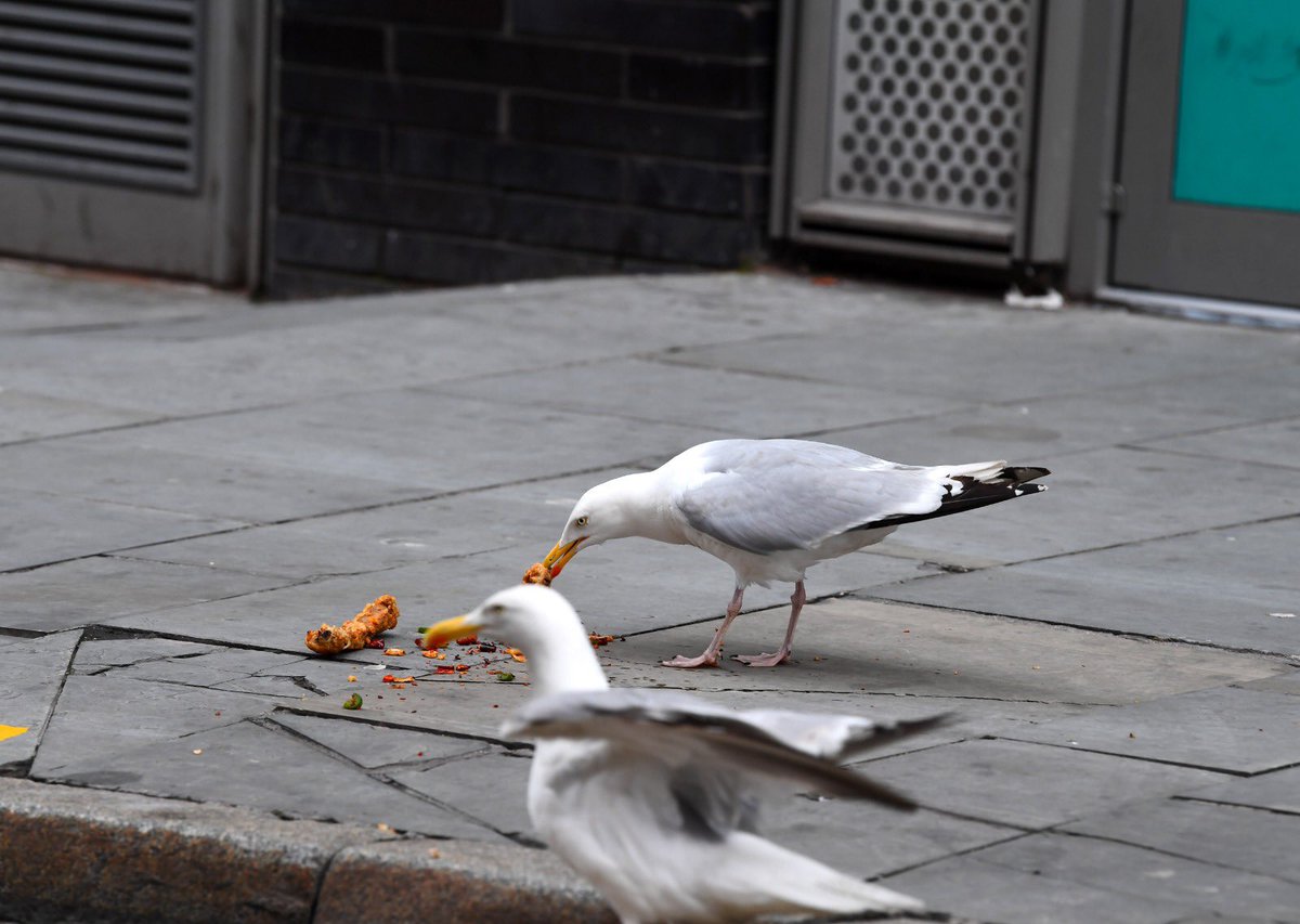 A seagull stealing a Deliveroo in Liverpool city centre is possibly the greatest modern day photo series ever captured  by  @andyteebaypics