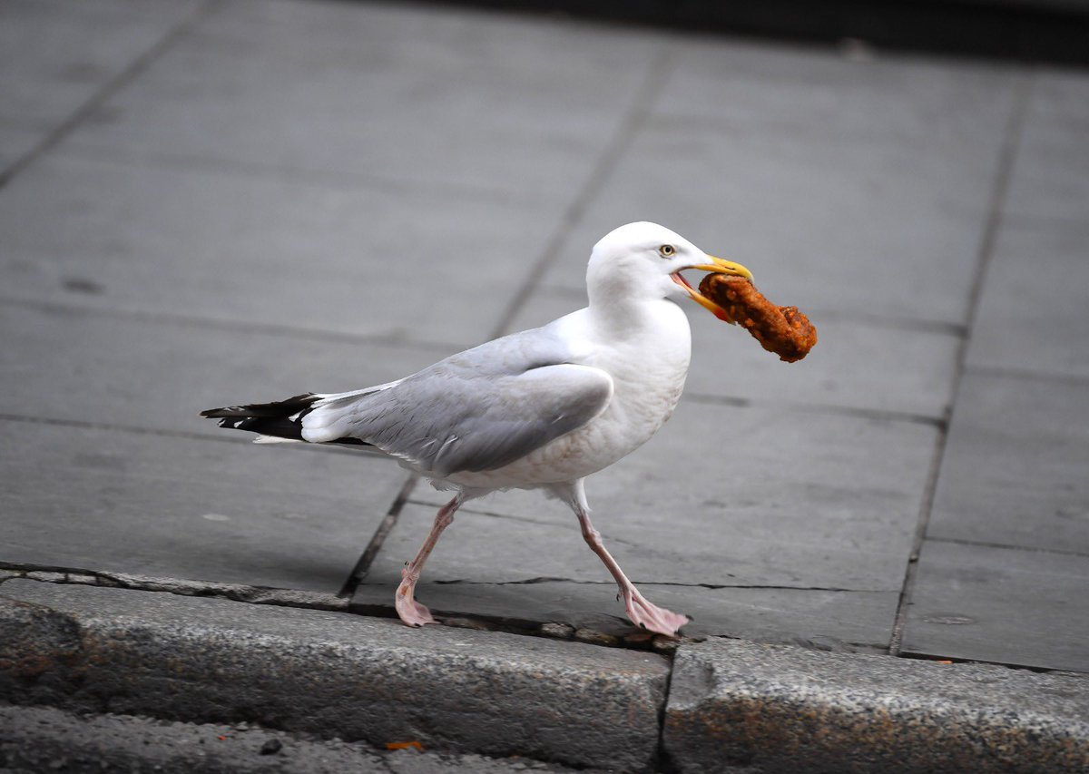 A seagull stealing a Deliveroo in Liverpool city centre is possibly the greatest modern day photo series ever captured  by  @andyteebaypics