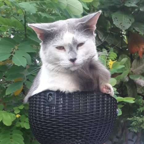akio_abey's tweet photo. My cat Jesska ๐.....#CatsOfTwitter #cats
Lool #CatInPot cat in pot....lol๐๐๐ https://t.co/3VFGyJ9oGI
