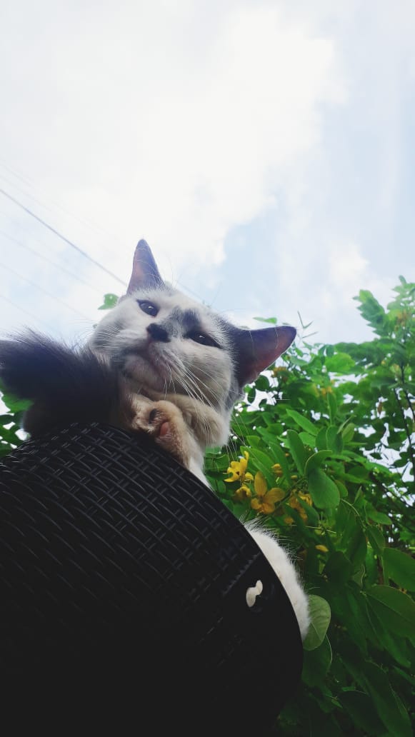 akio_abey's tweet photo. My cat Jesska ๐.....#CatsOfTwitter #cats
Lool #CatInPot cat in pot....lol๐๐๐ https://t.co/3VFGyJ9oGI