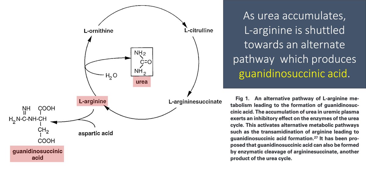 10/In renal failure, urea accumulates in the blood. As a result, the enzymes that convert ammonia to urea (the urea cycle!) are down-regulated.As an alternative pathway to deal with toxic ammonia, L-arginine is converted to GSA. GSA levels rise. https://pubmed.ncbi.nlm.nih.gov/10515859/ 