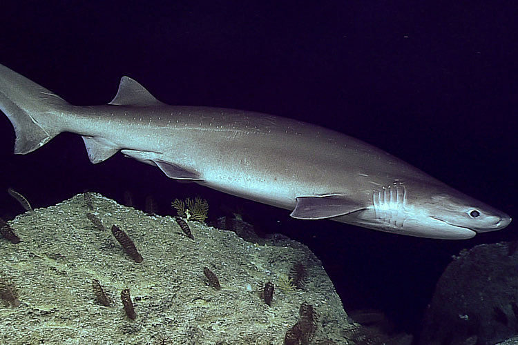slziegler220's tweet photo. Our #WhatFishWednesday are the hexanchidae - cow sharks including #sixgills.
Their most distinctive feature is the presence of 6 or 7 gill slits.
These sharks also lack a nictitating membrane which is a translucent third eyelid found in most other sharks.
📷: @NOAAFisheries https://t.co/e8kQbUC2Yp