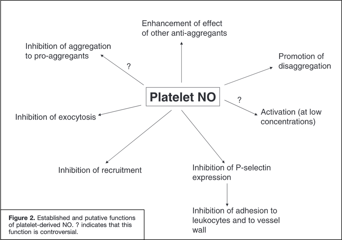 11/To understand why GSA leads to platelet dysfunction, we must briefly review how nitric oxide (NO) affects hemostasis.In addition to causing vasodilation (which helps promote blood flow and reduce hemostasis), NO also inhibits platelet function. https://pubmed.ncbi.nlm.nih.gov/17901370/ 