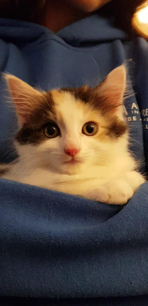 MattAgileCoach's tweet photo. .. and in non agile news, we've just adopted a kitten..!?!
#kitten #adoption
#notagile #othernews #notScaledagile #notscrum https://t.co/zYVhvNjEGG