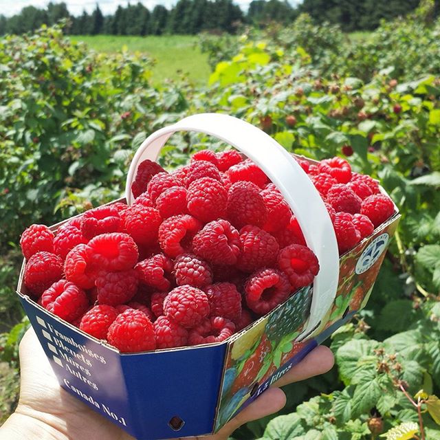 Nothing tastes like summer quite like a basket of freshly picked strawberries or rasberries. Especially when you pick them yourself! Try it and tell us what you think. 😋 bit.ly/2WgKT9l📸: rxy.bly via Instagram #bonjourquebec