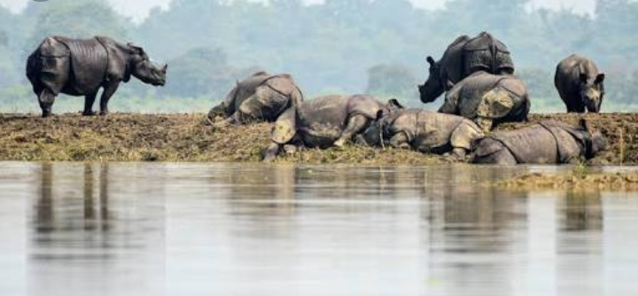 AsmitaforBliss's tweet photo. Water,Water everywhere nor any drop to drink! Floods in Assam have been twirling around since ages. The Rainy season has become a reason for Death exhibition! It's a time to do something concrete! Let's raise our voice for #AssamFloods  because #NorthEastMatters ! @CampaignYolo https://t.co/ydEvV2h4uN