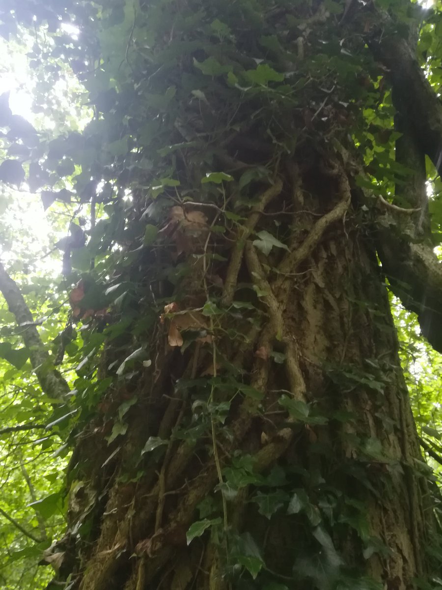 Not only could I check on her for my 'daily exercise' she also showed signs she had given birth (the same densite day after day). This truly epic Ivy covered Oak. This tree was so massive that I couldn't actually check for kits with the boroscope like I did for the others...