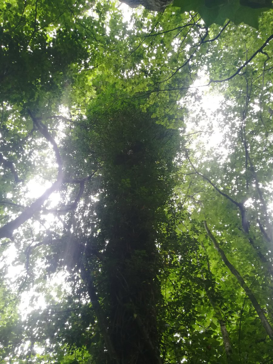 Not only could I check on her for my 'daily exercise' she also showed signs she had given birth (the same densite day after day). This truly epic Ivy covered Oak. This tree was so massive that I couldn't actually check for kits with the boroscope like I did for the others...