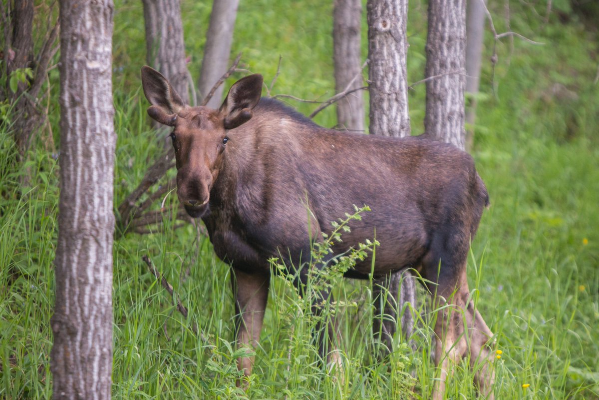 The_ChelseaKemp's tweet photo. There's a moose loose about this hoose https://t.co/HJX0RrpYJ6