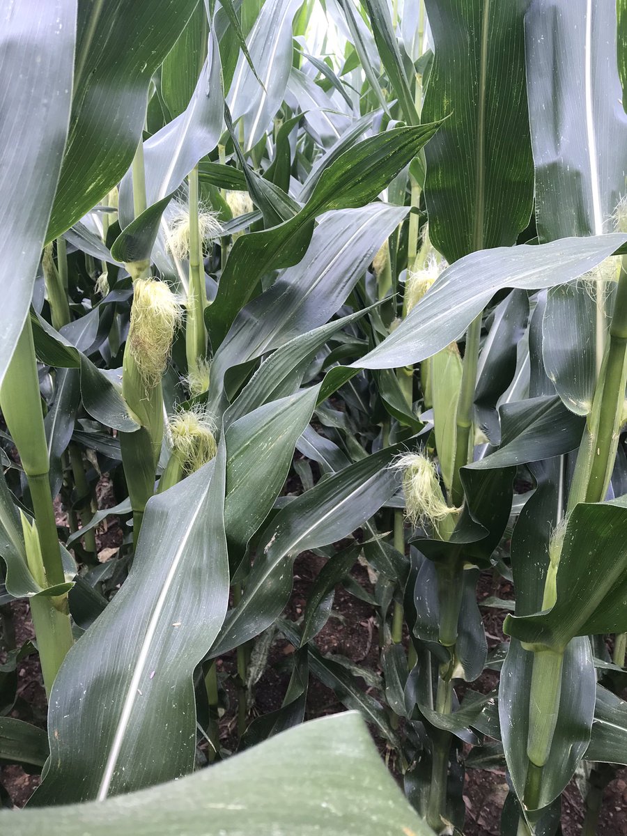 BouriotJeremie's tweet photo. Les cultures de printemps sont en pleine floraison sur la région Nouvelle Aquitaine. L’eau se fait attendre. #syngenta #fragri https://t.co/vuYPXBEydO