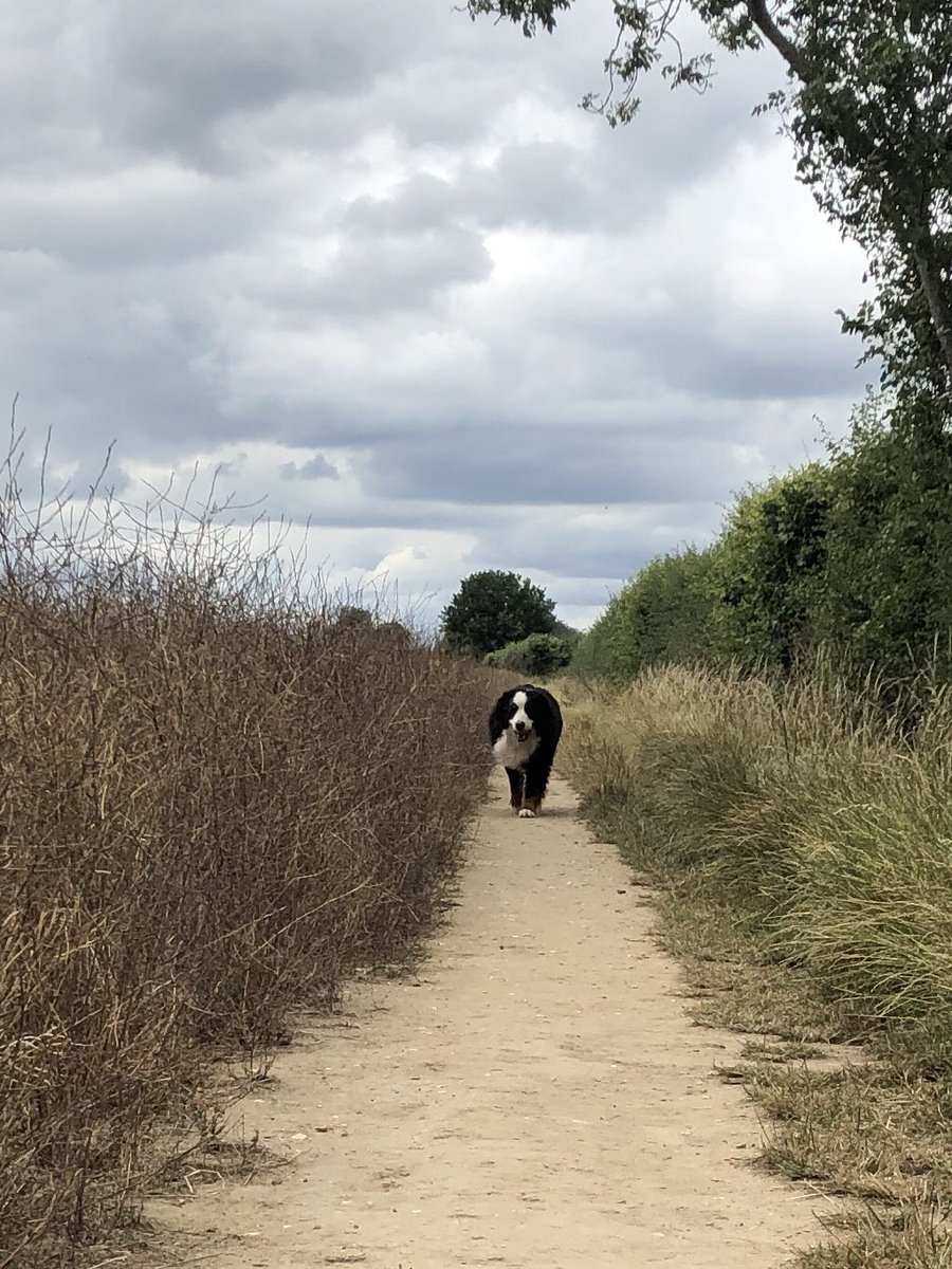 Rileythebernie's tweet photo. Afternoon all! Saw a combine harvester on my walk today...🚜 #bernesemountaindog https://t.co/dAdezubbDy