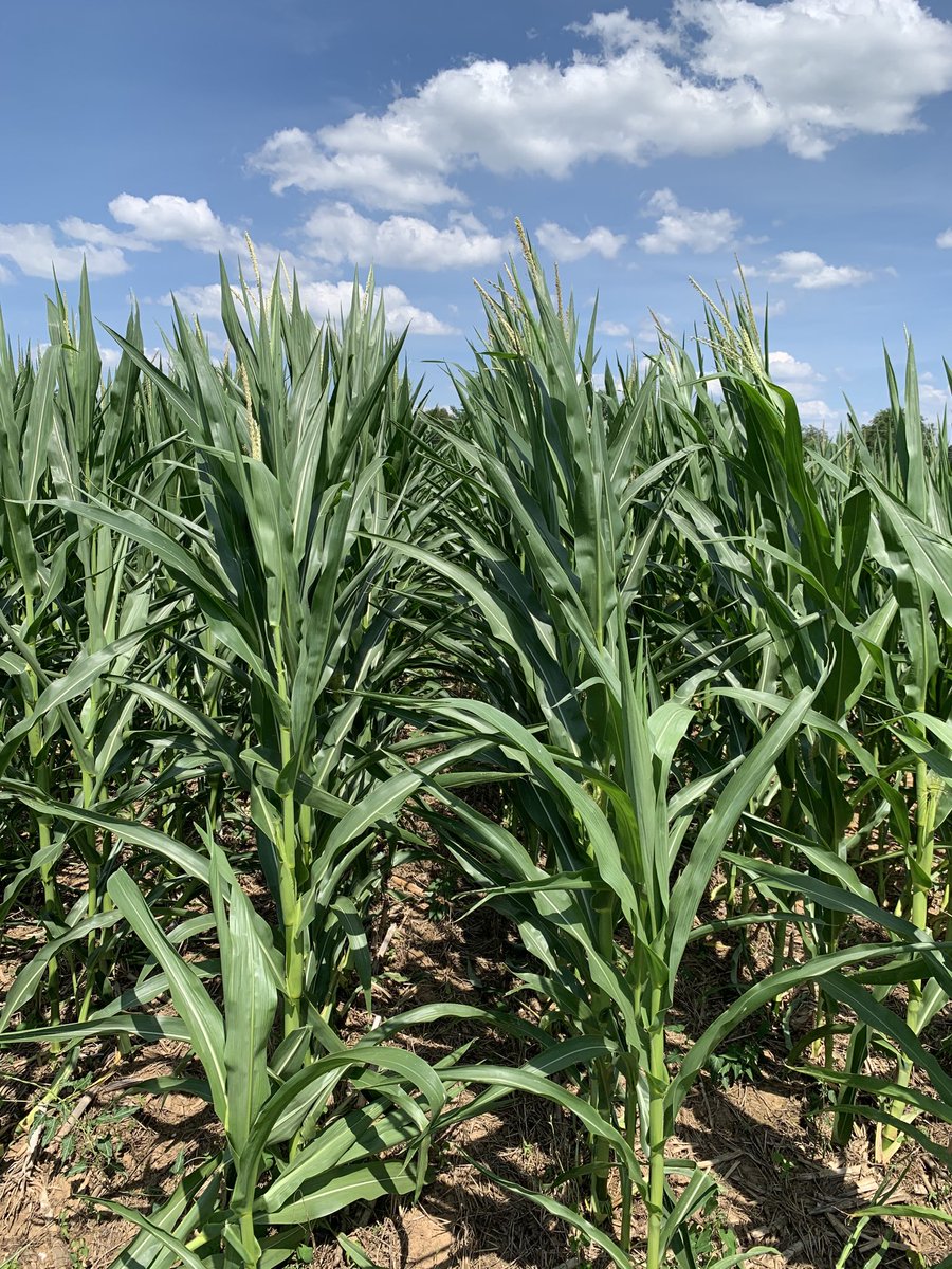 Chad Lee 🧢 tweet media