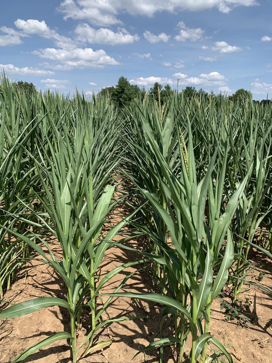 Chad Lee 🧢 tweet media