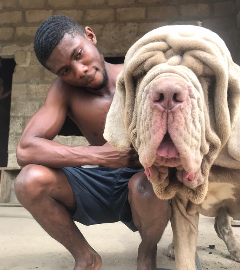 ghdogblogger's tweet photo. Monster πͺπͺπͺ
-
Follow @ghdogblogger for more dog content.
#Ghanadogs #Neapolitanmastiff #Neapolitanmastiffs #mastiff
#neapolitanmastifflovers #bullmastifflove #bullmastiff #ghdogblogger #dogblogger
Ghana Police | Wizkid | Liverpool https://t.co/zoyiA3AyaL