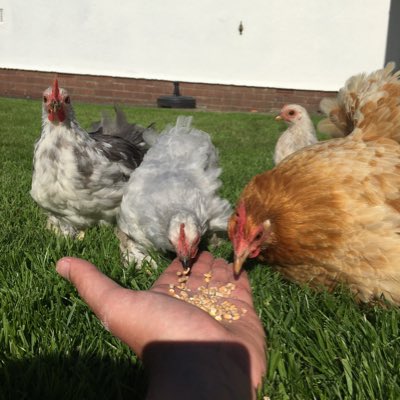 devon_hens's tweet image. #NewProfilePic