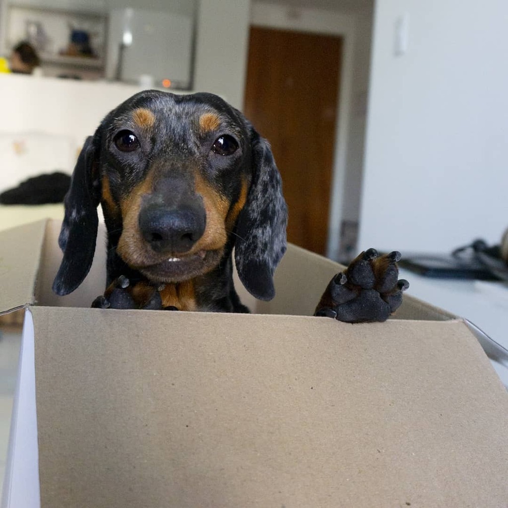 simon_the_dach's tweet photo. Give away dachshund 
Do you want to receive a package like this? https://t.co/XKJyli8ict https://t.co/nXK6kdoNG5