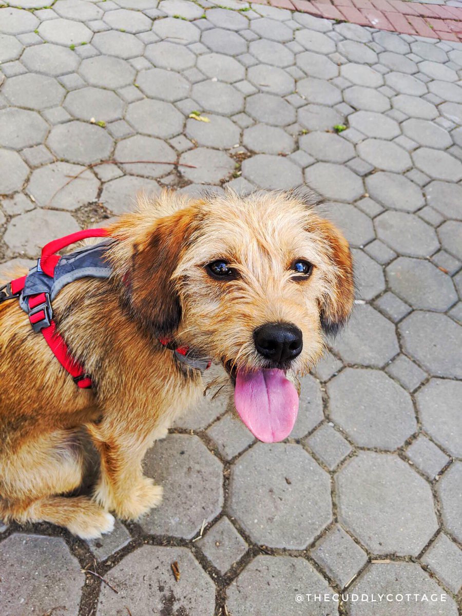 CuddlyCottage's tweet photo. The Cuddly Cottage is excited to announce our latest addition to The Cuddly Cottage Family, Charli! Charli is a sweet pup that loves hanging with all of her friends at the Cuddly Cottage! ❤️🐶🐾 

Make sure to sign up for a monthly membership today: https://t.co/UnwxbSbrh3 https://t.co/0nXsqaIzXA
