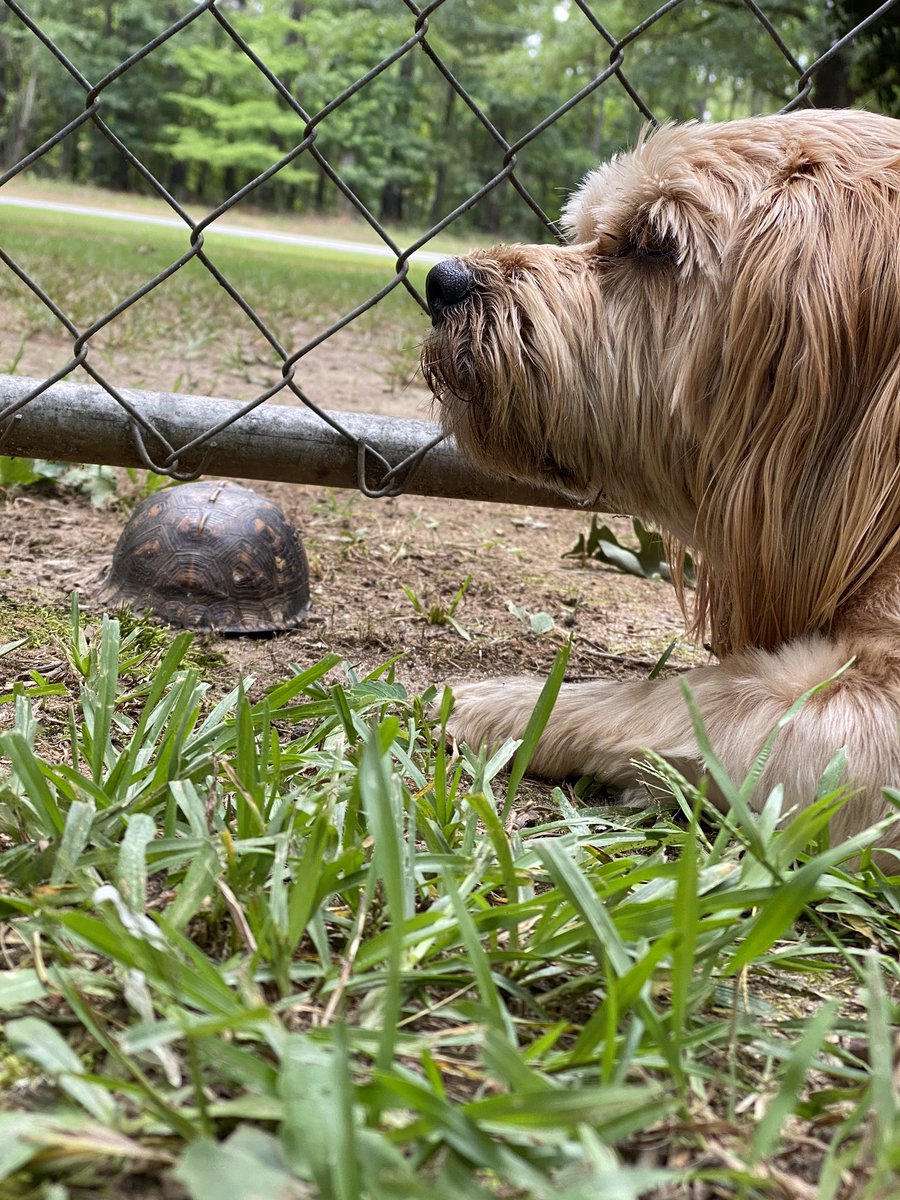 My dog made a new and unexpected friend today- she’s very fascinated and protective of her new friend 😍