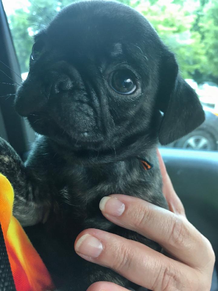 MyPugPua's tweet photo. Passed vet visit w/flying colors #firstvetvisit #puglife #puglove #mynewpug #babypug #pugbaby #brindlepug #brindlepugpuppy #pug #pugsnotdrugs #pugcentral #pugnation #pugmania #pugoftheday #pugpuppy #puppylove #brindlepuppy #brindledog #brindle #disneydogs #dogsofdisney #disneypug https://t.co/AGwCaP9zzr