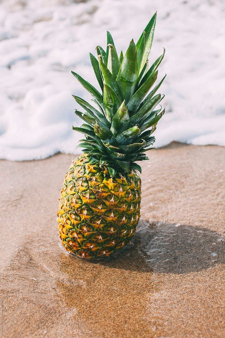 WERE YOU AWARE PINEAPPLES ...The pineapple is a tropical plant with an edible fruit and the most economically significant plant in the family Bromeliaceae, The pineapple(Ananas comosus) is indigenous to South America, where it has been cultivated for many centuries.