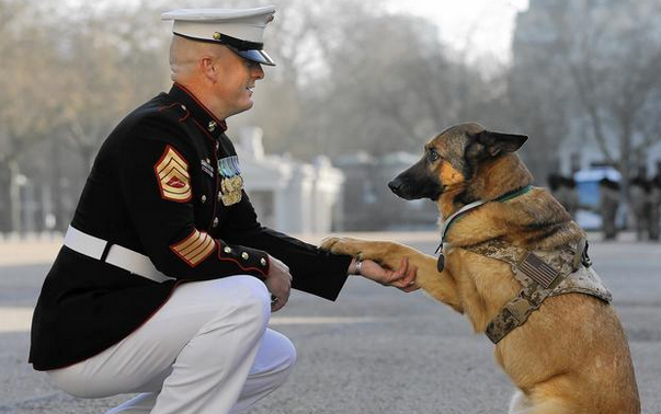 WeLoveDogsUSA's tweet photo. Search and rescue dog, who lost a leg in the line of duty,  receives a medal for valor! https://t.co/YcOfBWPqWq