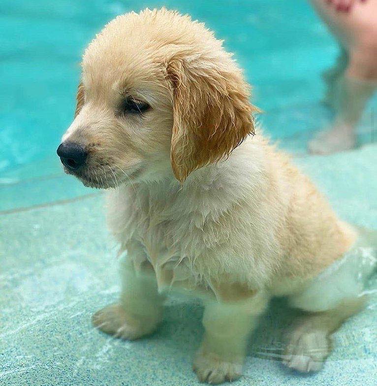 SuavesLomitos's tweet photo. Toy muy mojarito 🐶 💦
🐶 https://t.co/rgXxDvEcPI https://t.co/sbiTBCUdfd