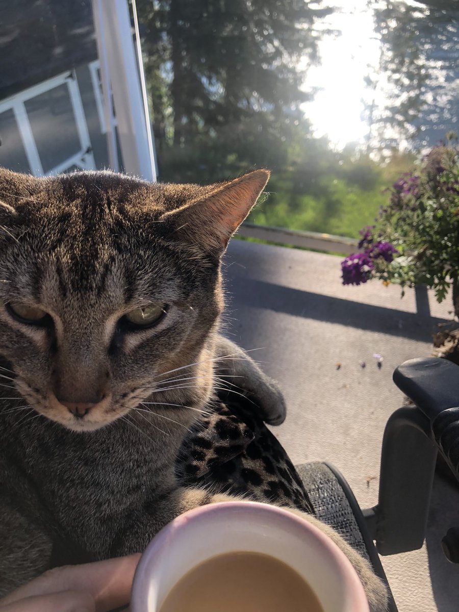 lomac17's tweet photo. @LeoRautins There is something about our pets https://t.co/muouvN697t