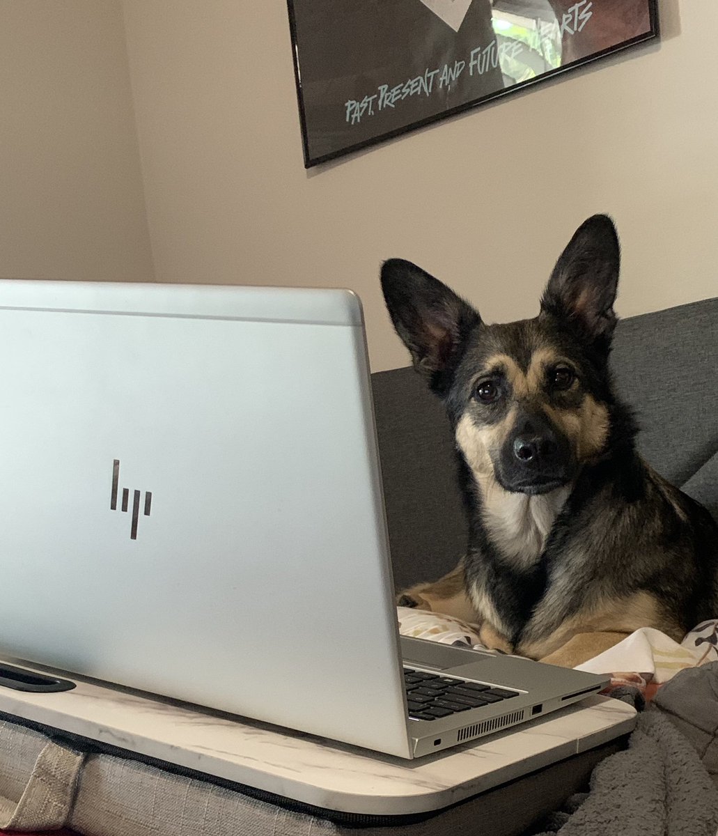 Jeana_Byte's tweet photo. When @PrivacyPupper said she would take over for me at work but then realized she’s never read the PCI DSS https://t.co/4uSd29rTWG