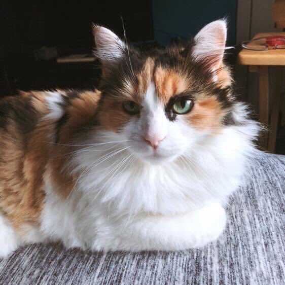 // Rest In Peace girl, you meant more to me than you could ever fathom, things will not be the same without you.