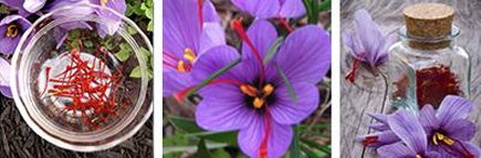 Order Saffron Bulbs NOW, Make Herbal Cosmetics, Plant Watermelon Radishes - mailchi.mp/reneesgarden/o…