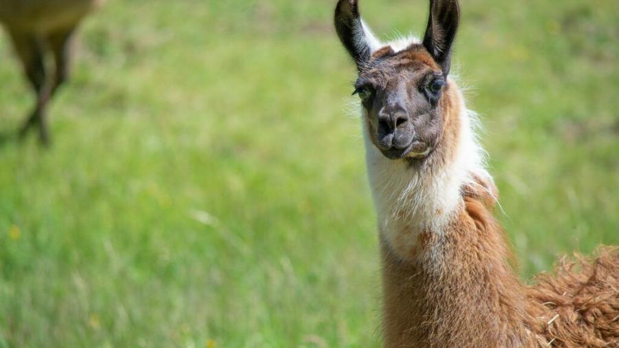 Limportant_fr's tweet photo. Les anticorps de lama ont un effet neutralisant sur le coronavirus https://t.co/ByYUbZZE5L @Numerama https://t.co/oznf3RI9AS