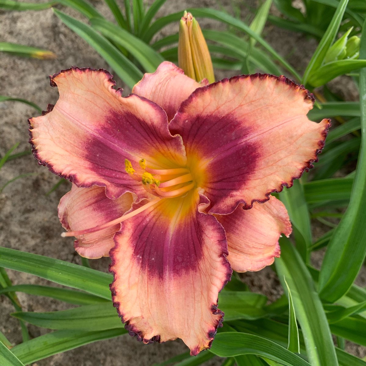 #Hemerocallis Unusual Revelations, buitengewoon mooi toch? kwekerij-halsema.nl op #Texel