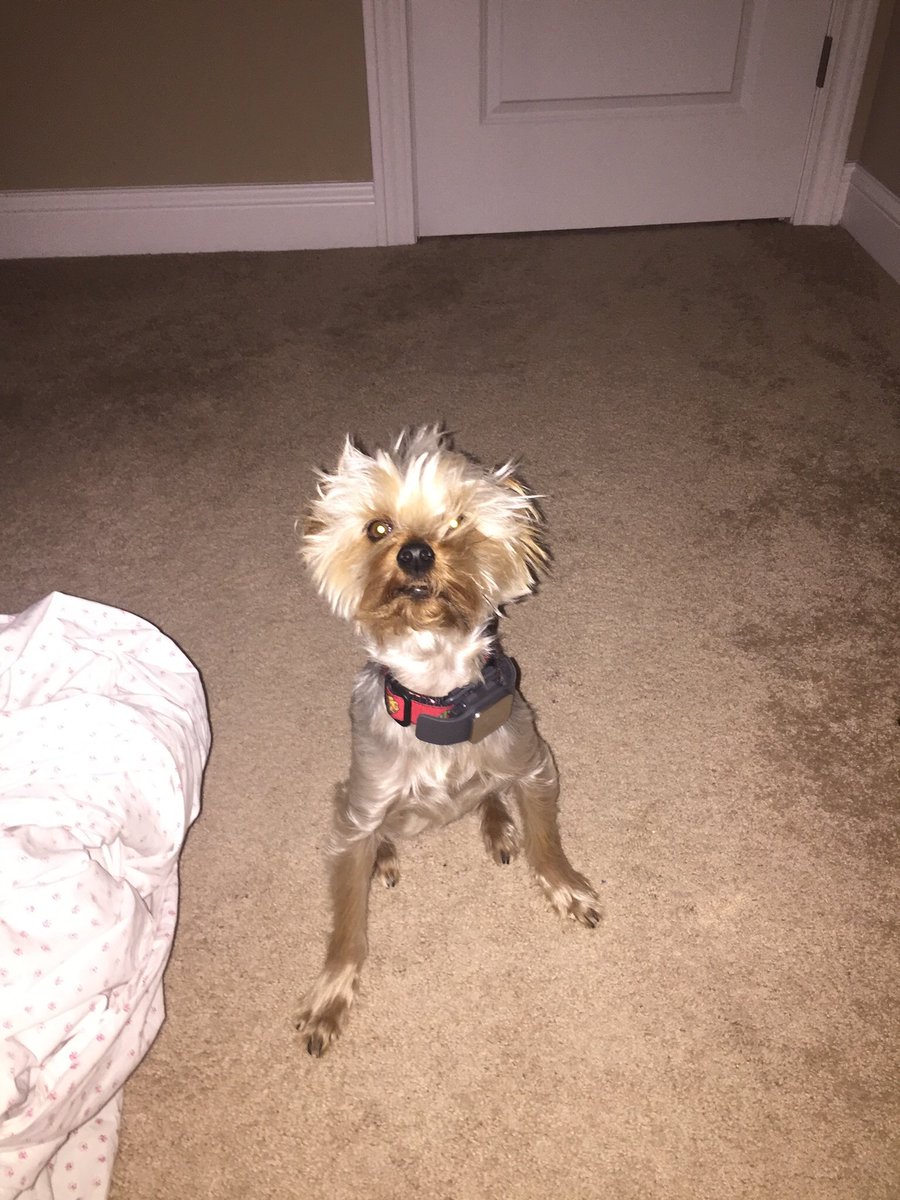 Steph_Mathis_'s tweet photo. @GinaZwicky Pretty sure I just woke him up. https://t.co/Of6y6GEY4E