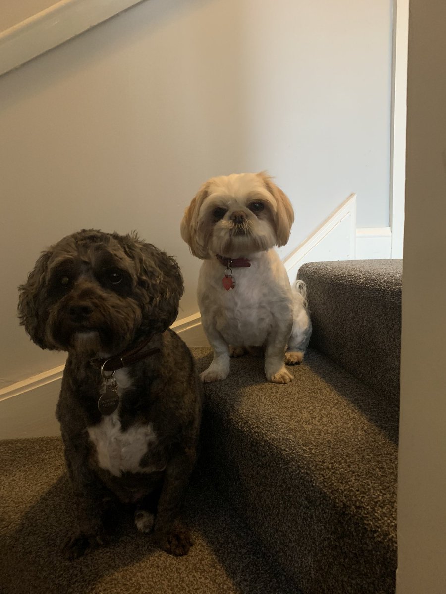 jojostace04's tweet photo. @Battersea_ Could not be without my babies, love them so much! Great episode tonight as well, love seeing them all get new homes . You all do such a great job! https://t.co/qW4NIJkGtF
