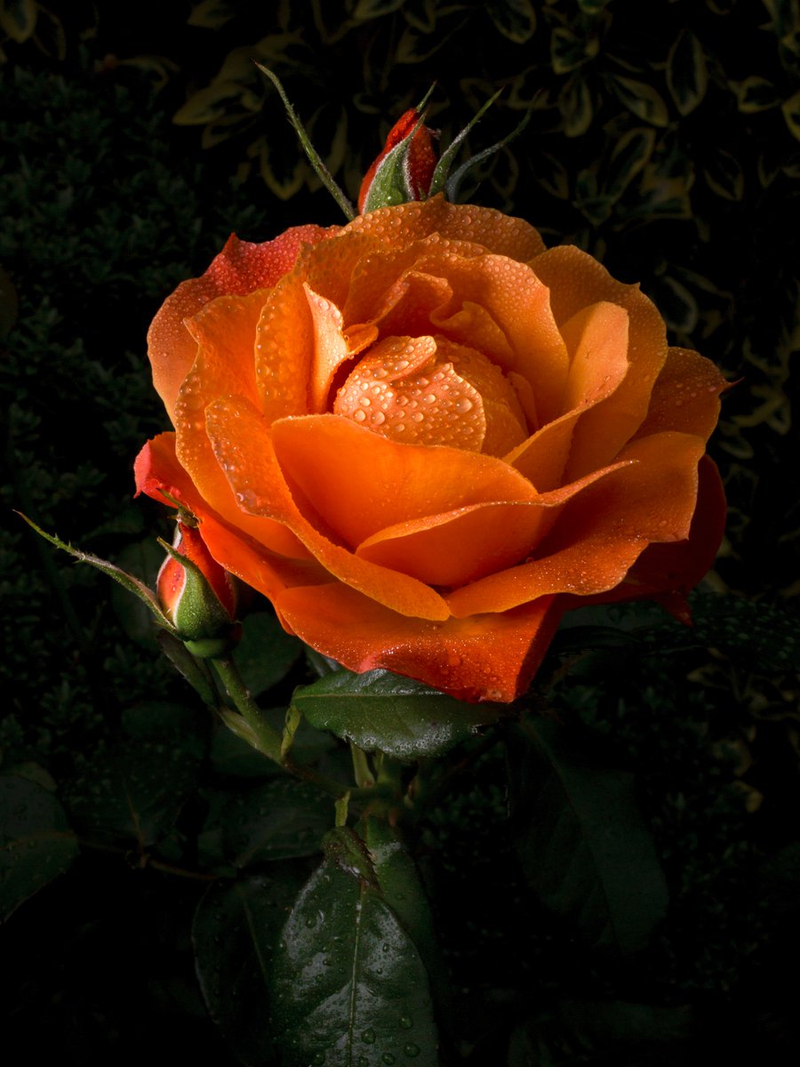 ElliotSampford's tweet photo. ....between two....showers. #rose #roses #redrose #portrait #portraitphotography  #closeup #closeupphotography  #macro #macrophotography @DigitalSLRPhoto
 @AP_Magazine @practphoto @CanonUKandIE https://t.co/lF30QDvcf2