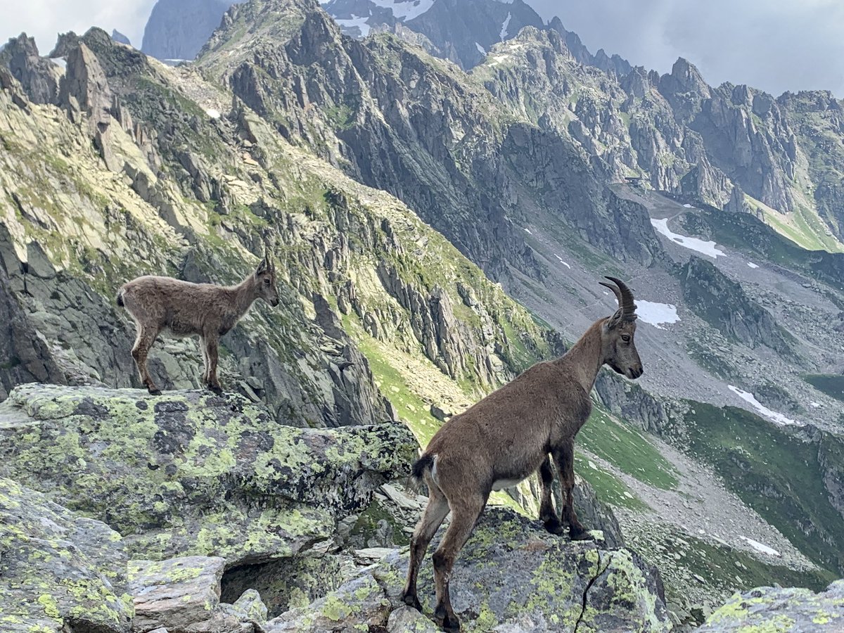 phildelo26's tweet photo. Rencontre inattendue en crapahutant dans les gros cailloux du côté des Aiguilles Rouges ...
😍
#trailrunning #run
#nature #montagne
#mountainlife #zen
#auvergnerhonealpes
#chamonix #chamlive
#bouquetin https://t.co/5nP7LxrgzD