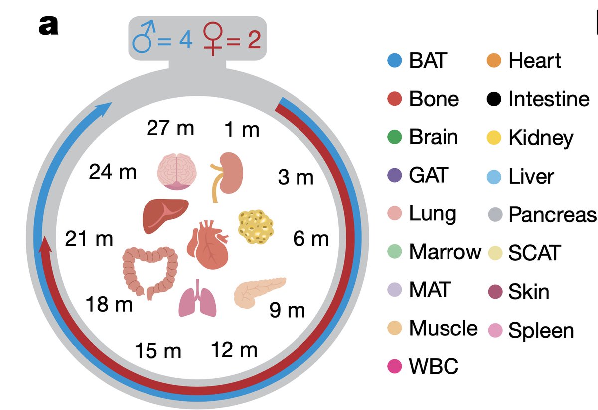 Tony Wyss-Coray tweet media
