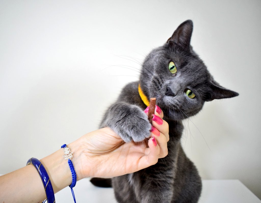 Paf & Tika tweet media