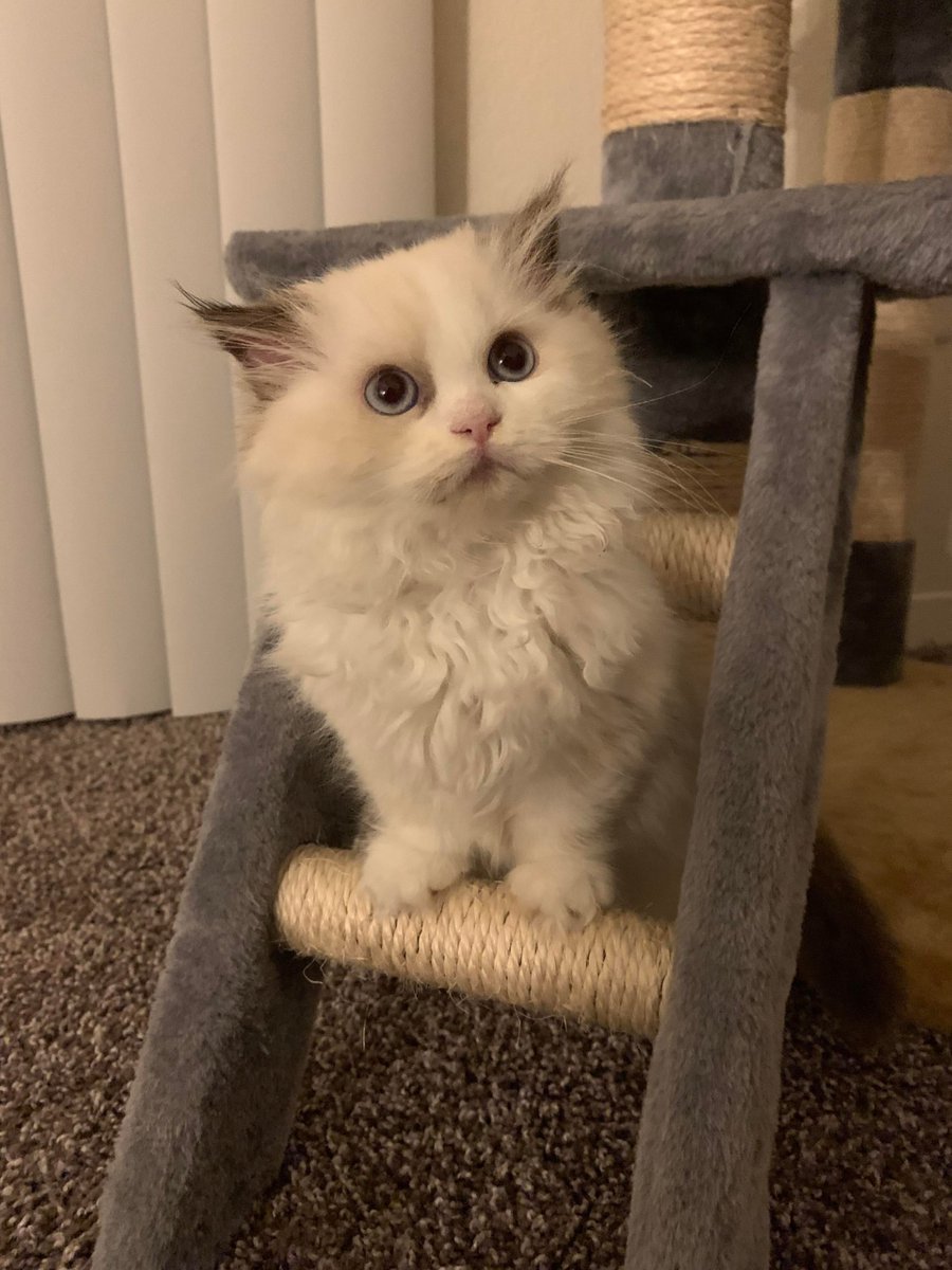 MeowMoeDotCom's tweet photo. #Yooohooo! O #Romeo, #Romeo #Wherefore #ART #Thou #Romeo?
 
#Cats #Cat #Kittens #Kitten #Kitty #Pets #Pet #Meow #Moe #CuteCats #CuteCat #CuteKittens #CuteKitten #MeowMoe 
 
https://t.co/uyqW4kinzS https://t.co/vL8y7xJj2S